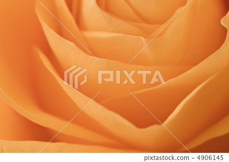 orange rose macro orange rose macro 4906145