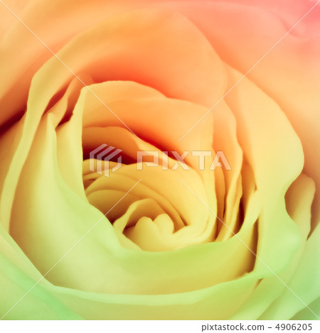 multicolor rose 4906205