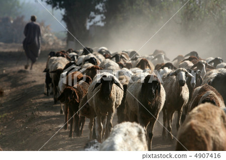 Shepherd with flock of sheep Shepherd with flock of sheep 4907416