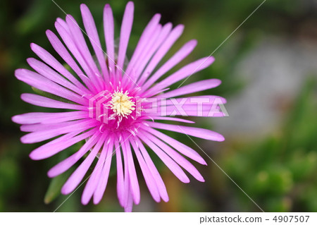 Vivid flower blooming in spring 4907507