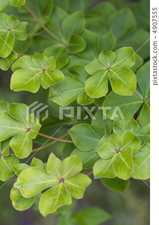 Leaves of gooey azalea Leaves of gooey azalea 4907555