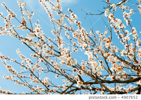 Blossoming branches of a tree Blossoming branches of a tree 4907652