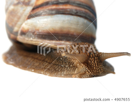 A photo close up snail A photo close up snail 4907655