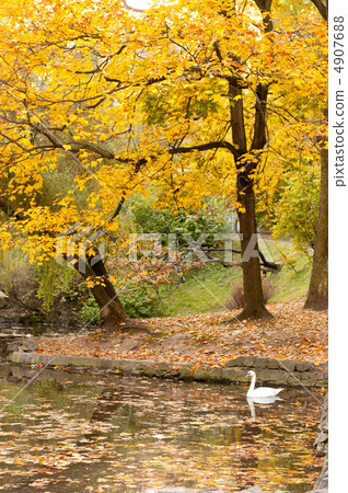 Lake with a swan in autumn park 4907688