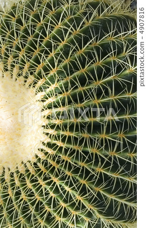 Exotic cactus and rock 4907816