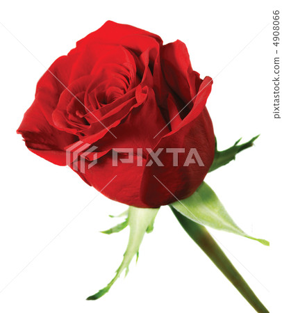blossoming of a rose isolated 4908066