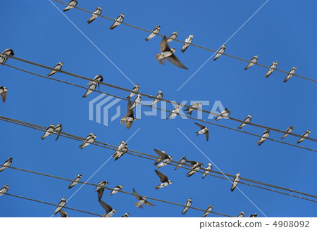 Birds (martlet) sitting on electric wires 4908092