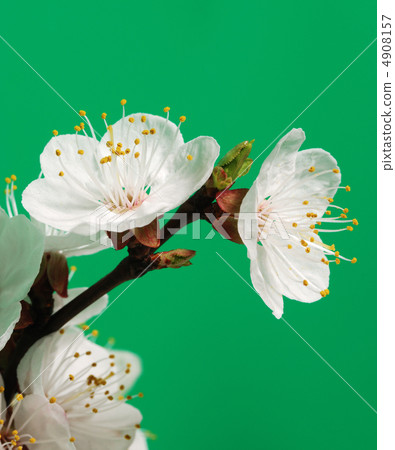 Blossoming branch of a tree 4908157