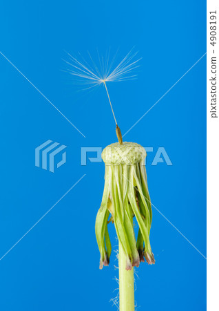 Dandelion with one seed on a blue background 4908191