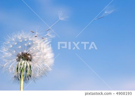 Dandelion fly Dandelion fly 4908193