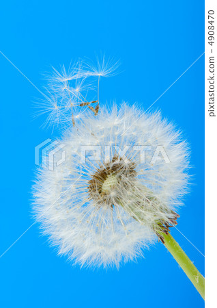 Dandelion on a blue background 4908470