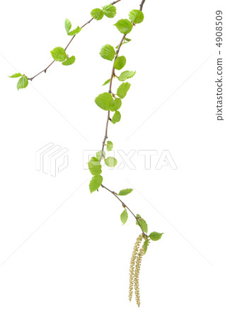 Branch of a tree of a birch 4908509