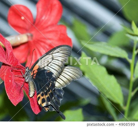 butterflies 7 butterflies 7 4908599