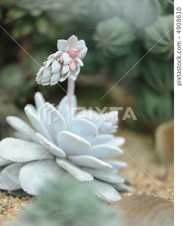 fantastical cactus 4908610