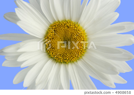 camomile camomile 4908658