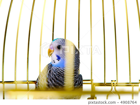 Parrot in cage 4908764
