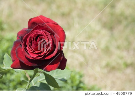 Darkly red rose 4908779