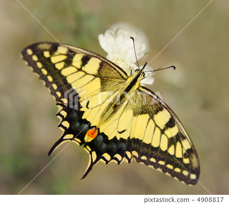 Papilio machaon 4908817