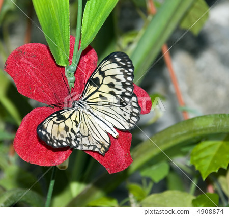 butterflies 8 4908874