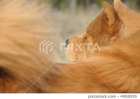 Dog close up 4908930