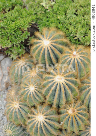 Cactus 4908941