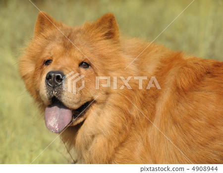 Dog breed of Chow-chow 4908944