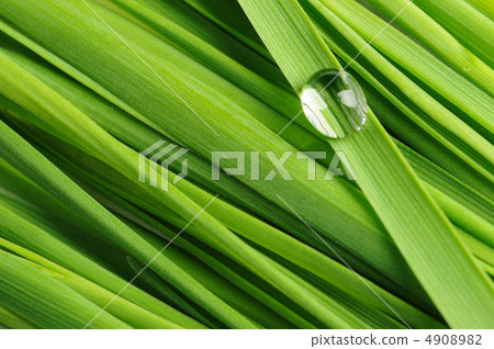 Drops on a grass Drops on a grass 4908982