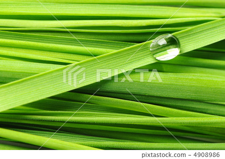 Drops on a grass Drops on a grass 4908986