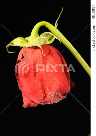 Dry rose Dry rose 4908994