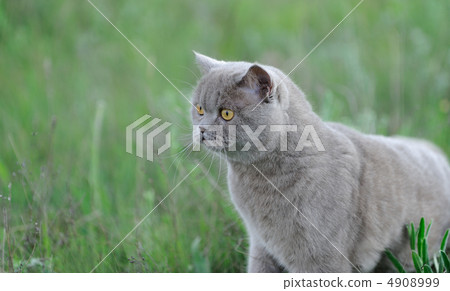 Cat in a grass. 4908999