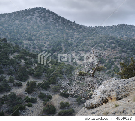 dry tree and mountains dry tree and mountains 4909028