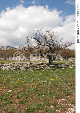 Dry tree Dry tree 4909034