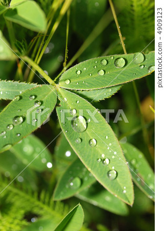 drops on a grass drops on a grass 4909123