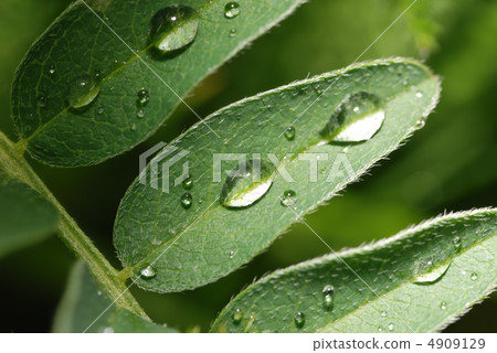 drops on a leaf drops on a leaf 4909129