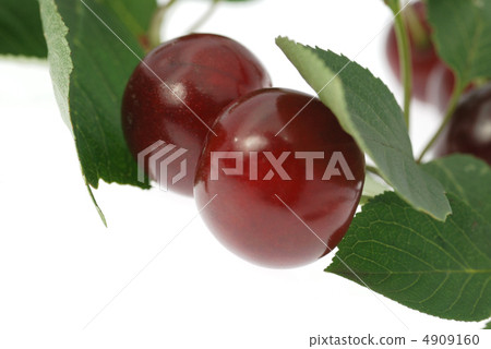 Cherry mellow 4909160