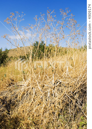 Dry grass Dry grass 4909174
