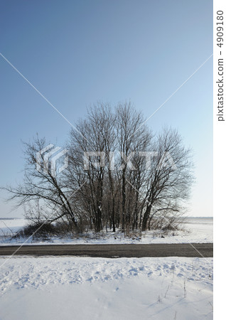 Dry tree Dry tree 4909180