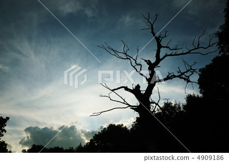 Dry tree 4909186