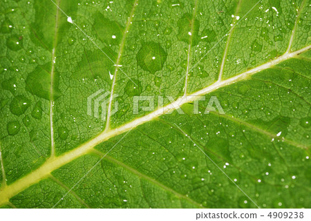Drops on a leaf Drops on a leaf 4909238