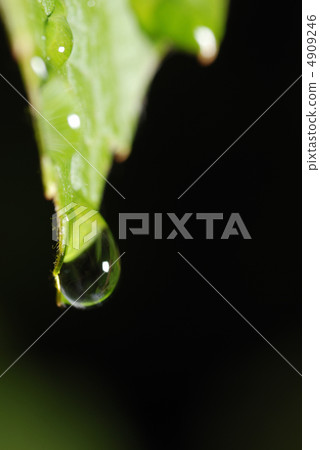 three drops on a leaf 4909246