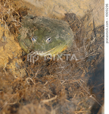 Earthen toad Earthen toad 4909296
