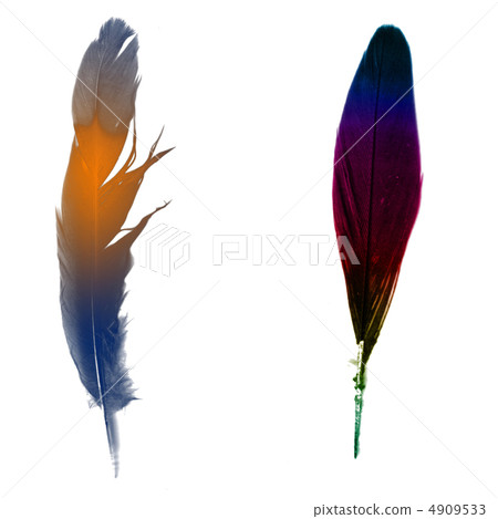 The bird's feather (variant) The bird's feather (variant) 4909533