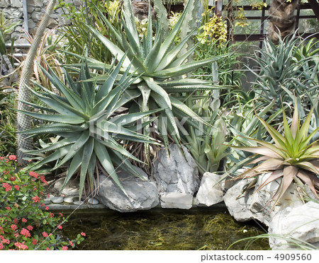 Exotic cactus 5 4909560