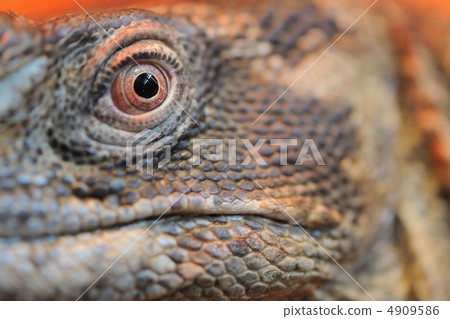 iguana eye closeup iguana eye closeup 4909586