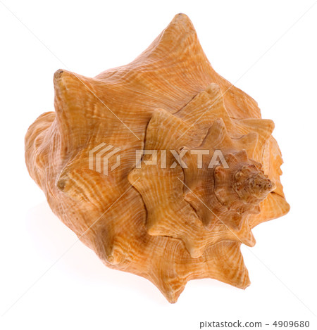 Cockleshell isolated 4909680