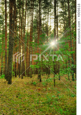 Forest 4909818