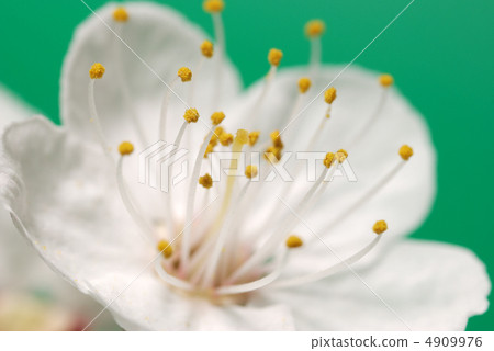 Blossoming branch of a tree 4909976