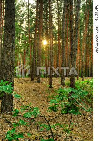 Forest 4909996