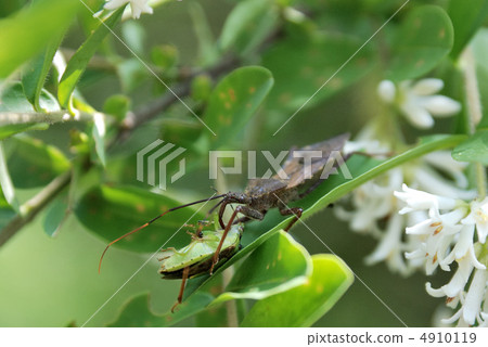 Oto Tobi sucking turtle sucking body fluid of prey Oto Tobi sucking turtle sucking body fluid of prey 4910119
