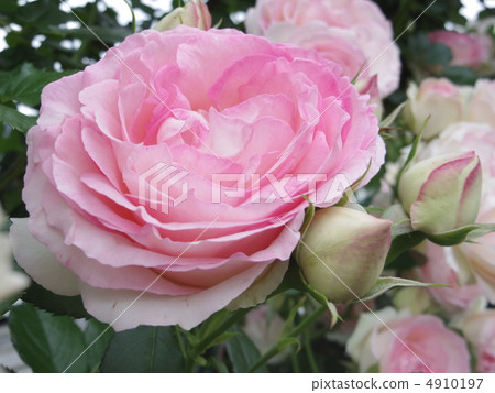 Pierre de Ronsar 4910197